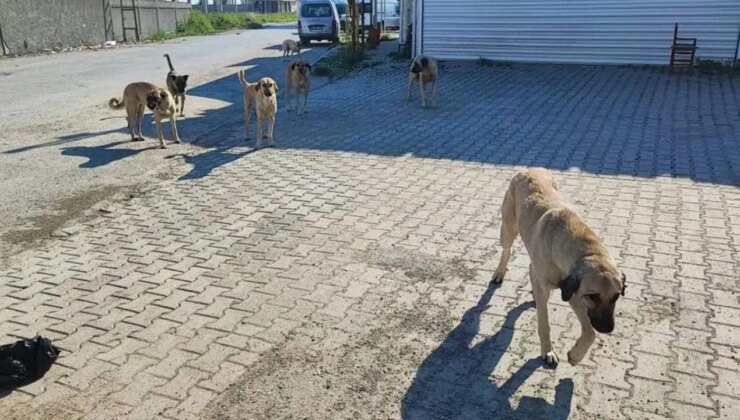 Komşusunun köpeğini silahla öldürdü: Tutuklandı!