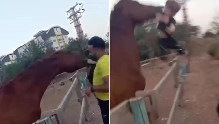 Korku dolu anlar kamerada: At, çocuğu ısırıp havaya fırlattı!