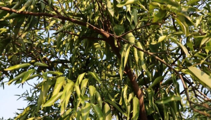 Kuraklık narenciye bahçelerini vurdu: Üretim durma noktasına geldi