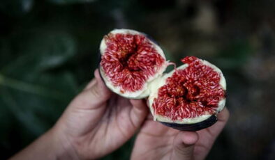 Kuru incir alım fiyatları açıkladı