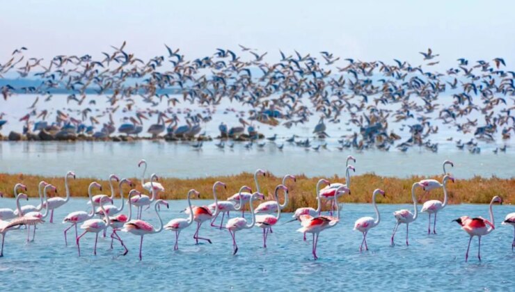 Kuş cenneti yok olacak… Koç Holding ile AKP’li vekilin ‘maden’ ortaklığı!