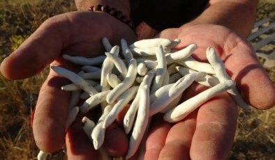 Malatya’nın dağlarında kendiliğinden yetişiyor, kilosu 10 bin TL’ye satılıyor!