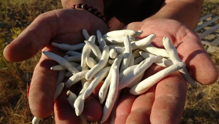 Malatya’nın dağlarında kendiliğinden yetişiyor, kilosu 10 bin TL’ye satılıyor!