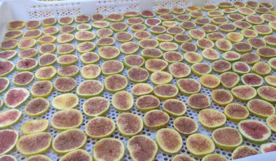 Manisa’dan yeni tat: İncir cipsi