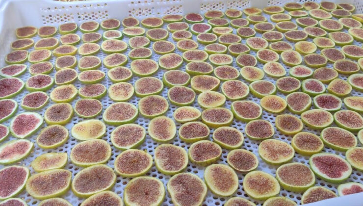 Manisa’dan yeni tat: İncir cipsi