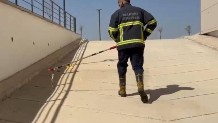 Mardin’de diş hastanesinde yılan paniği!