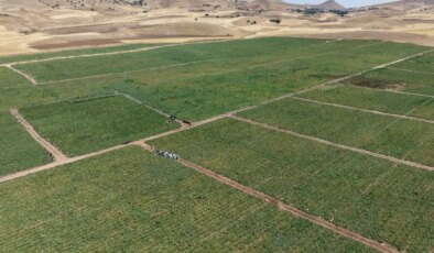 Markette 25, tarlada 8 lira! Günlük 20 ton toplanıyor….