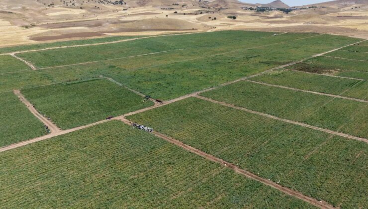 Markette 25, tarlada 8 lira! Günlük 20 ton toplanıyor….