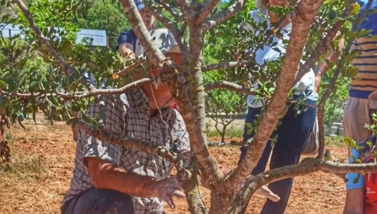 Muğla’da hasat başladı: Kilosu 20 bin TL