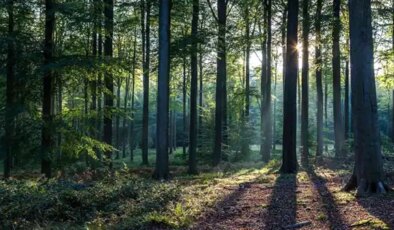 Muğla’da iki mermer ocağı projesi durduruldu