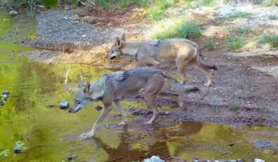 Muğla’da su kaynağına gelen kurtlar fotokapan kamerasında