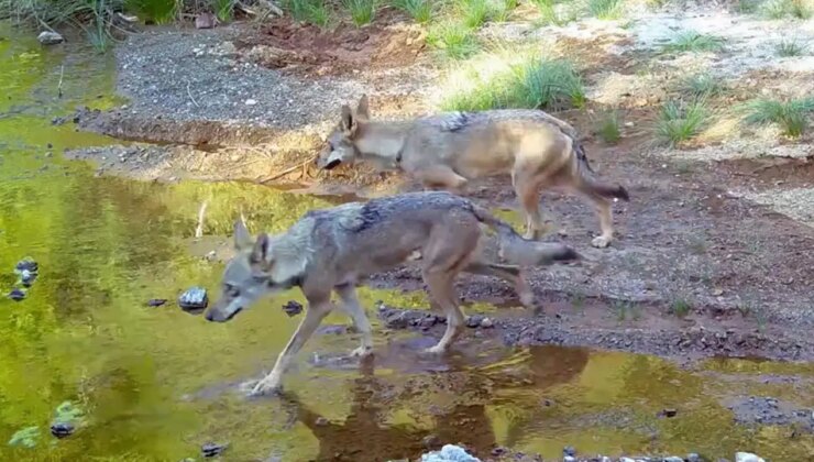 Muğla’da su kaynağına gelen kurtlar fotokapan kamerasında