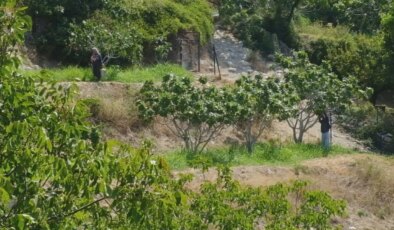 Mut’ta 4500 dekarda hasadı başladı: Coğrafi işaret bekliyor…