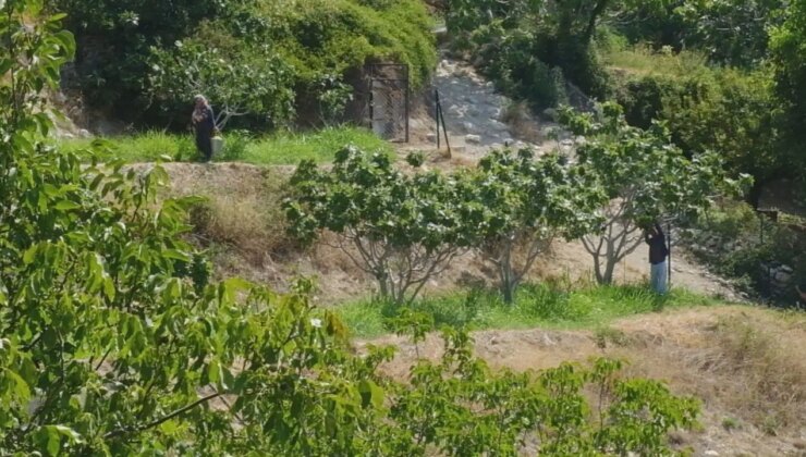 Mut’ta 4500 dekarda hasadı başladı: Coğrafi işaret bekliyor…