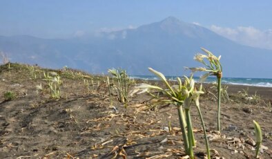 Nesli tükenme tehlikesi altında: Koparana 557 bin 212 TL ceza kesiliyor!