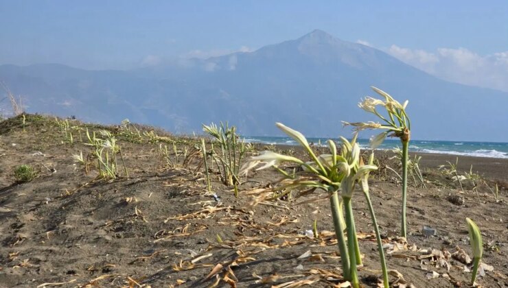 Nesli tükenme tehlikesi altında: Koparana 557 bin 212 TL ceza kesiliyor!