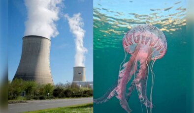Nükleer santral, denizanası istilasına teslim oldu