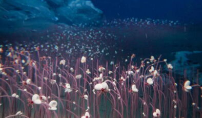 Okyanus derinliklerinde olağandışı canlılar tespit edildi