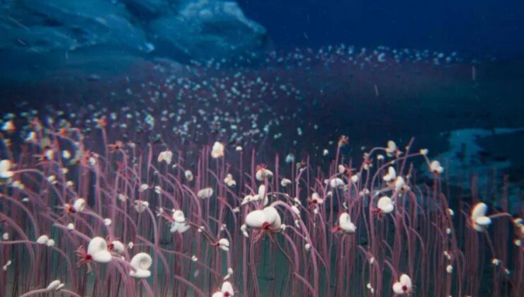 Okyanus derinliklerinde olağandışı canlılar tespit edildi