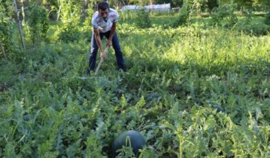 Oltu’da yerli karain karpuzu hasadı başladı: 24 kilograma ulaşan dev karpuzlar tarladan sofraya
