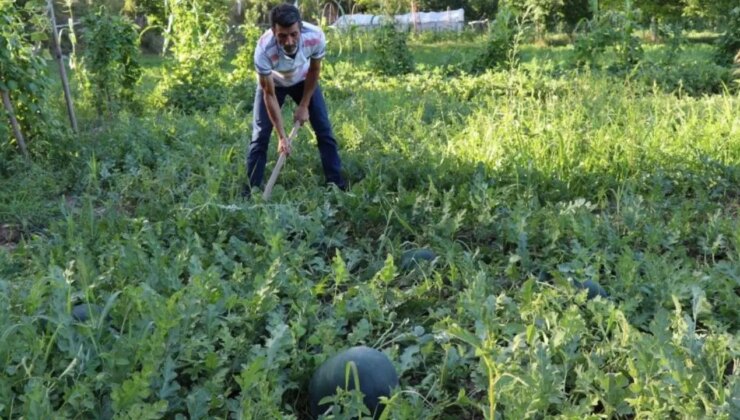 Oltu’da yerli karain karpuzu hasadı başladı: 24 kilograma ulaşan dev karpuzlar tarladan sofraya