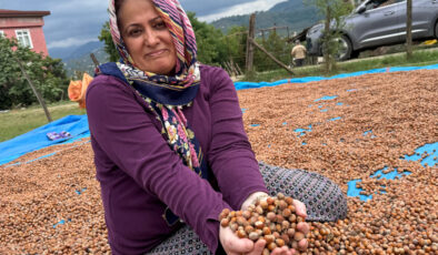 Ordu’da fındık üreticileri hasat sonrası kurutma mesaisinde