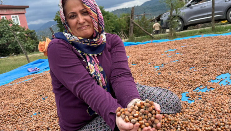 Ordu’da fındık üreticileri hasat sonrası kurutma mesaisinde