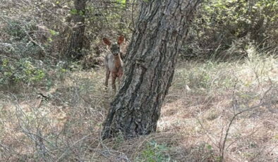 Orman yangınları sonrası korunmasız hale gelen yaban hayvanları için ‘av yasağı’ çağrısı