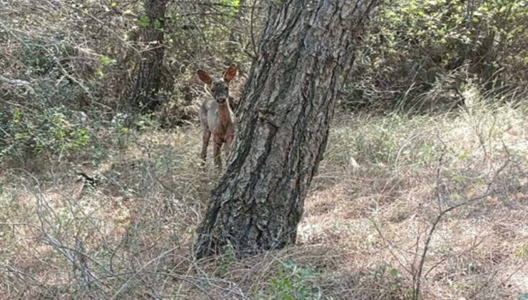 Orman yangınları sonrası korunmasız hale gelen yaban hayvanları için ‘av yasağı’ çağrısı