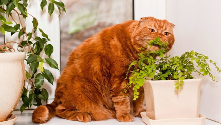 Patili dostlarımızı tehdit ediyor: Kedi besleyenler bu bitkiyi evinize sokmayın!