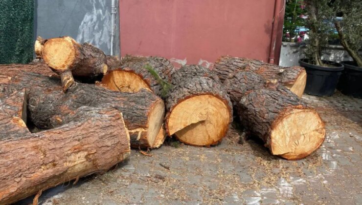Samsun Atakum’da cami önündeki ağaçlar tente için kesildi