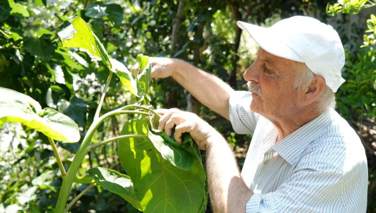 ‘Samsun’da yetişmez’ diyenlere kulak asmadı: 100 ton üretip sattı!
