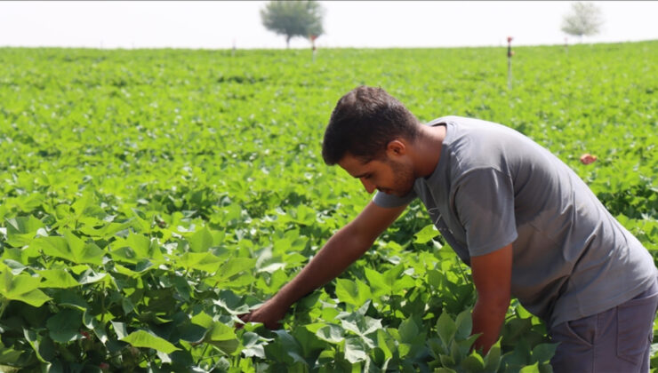 Şanlıurfa’da kavurucu sıcaklar pamuk üreticilerini sevindirdi