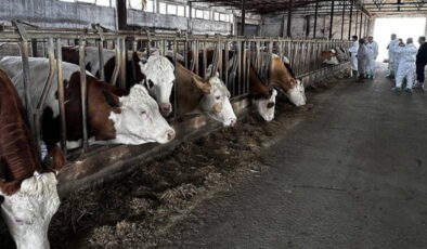 Şap hastalığı Ardanuç’a sıçradı: Sol Parti İlçe Örgütü’nden acil destek çağrısı!