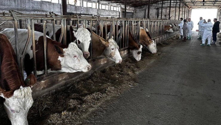 Şap hastalığı Ardanuç’a sıçradı: Sol Parti İlçe Örgütü’nden acil destek çağrısı!