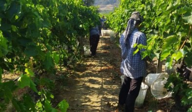 Sarıgöl’de hasat başladı: 113 bin dekarda yetişiyor….