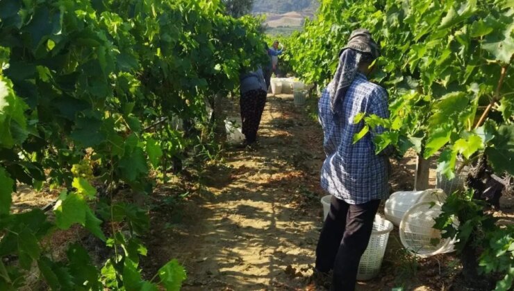 Sarıgöl’de hasat başladı: 113 bin dekarda yetişiyor….