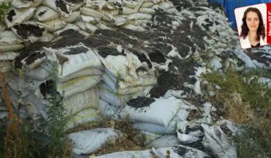 Savaştepe’de Milli Eğitim Bakanlığı’na özel üretilen yüzlerce ton kömür çürümeye terk edildi