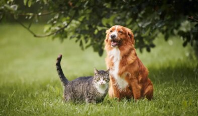 Sıcak havalarda patili dostlarınızı koruyun: Yaz mevsiminde hayvan sahiplerinin dikkat etmesi gereken 7 önemli nokta