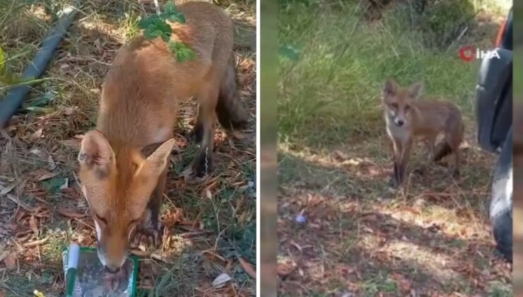 Sıcaktan bunalan tilkiye vatandaş su ikram etti