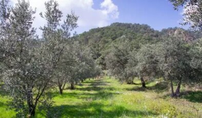 Soma’da zeytinliklere komşu maden ocağına ‘ÇED Olumlu’ kararı