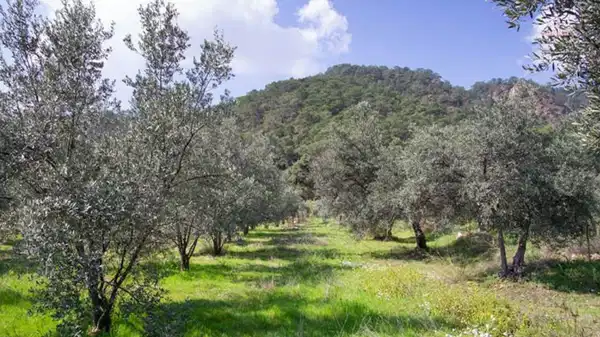 Soma’da zeytinliklere komşu maden ocağına ‘ÇED Olumlu’ kararı