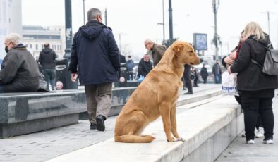 Son Dakika… İstanbul Valiliği’nden sokak hayvanlarını ‘toplatma’ talimatı: İBB ve 39 ilçeye yazı gönderildi!
