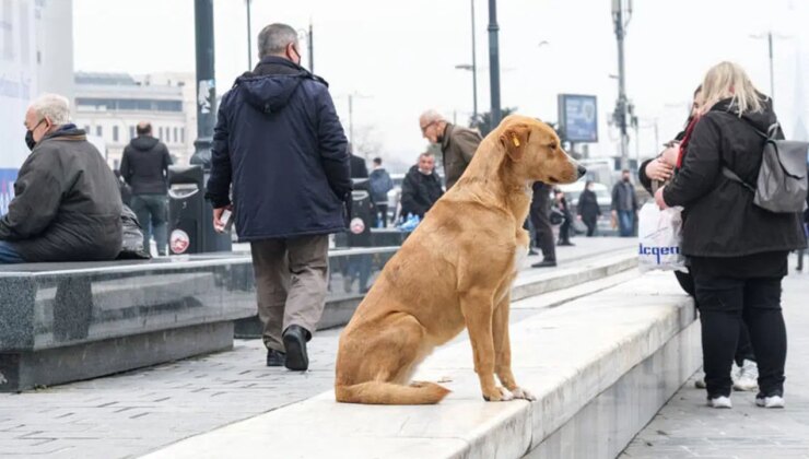 Son Dakika… İstanbul Valiliği’nden sokak hayvanlarını ‘toplatma’ talimatı: İBB ve 39 ilçeye yazı gönderildi!