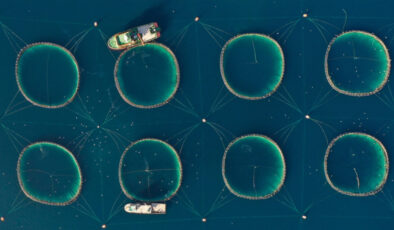 Su ürünlerinde üretim planlamasında olan tür sayısı 16’ya çıktı