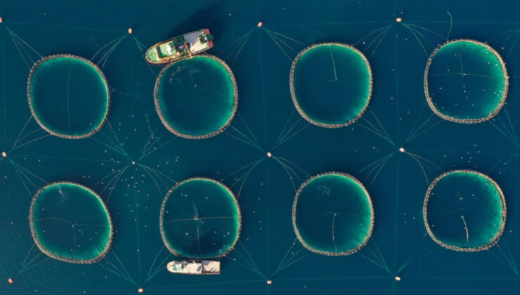 Su ürünlerinde üretim planlamasında olan tür sayısı 16’ya çıktı