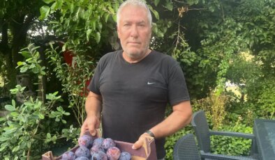 Süleymanlı Yaylası’nda yetişiyor:  5 adedi 1 kilo geliyor