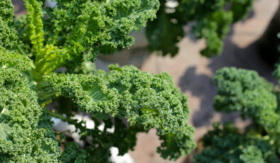 Süper besin kale bitkisinin sağlığa mucizevi faydaları