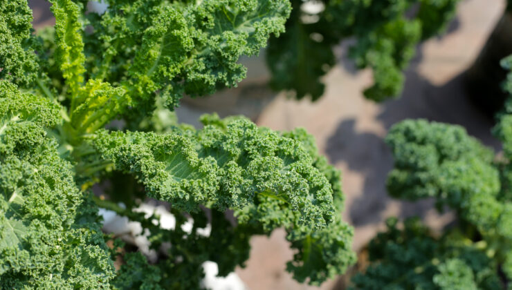Süper besin kale bitkisinin sağlığa mucizevi faydaları
