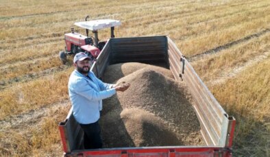 Tarlada kilosu 100 TL! Türkiye’nin ihtiyacının yüzde 75’i buradan karşılanıyor…